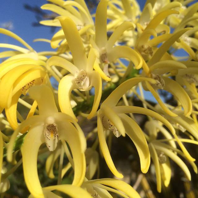 I'm going to miss this orchid when I move out of this place.  Once a year it explodes with thousands of these little guys. #orchid #bluesky #garden #365