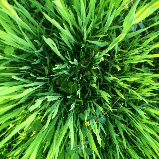 Grass! #365 #trippy