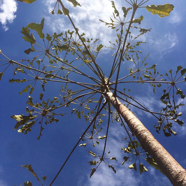 Apparently the possums like our umbrella tree! #365 #hungrypossums #bluesky #wintersunshine