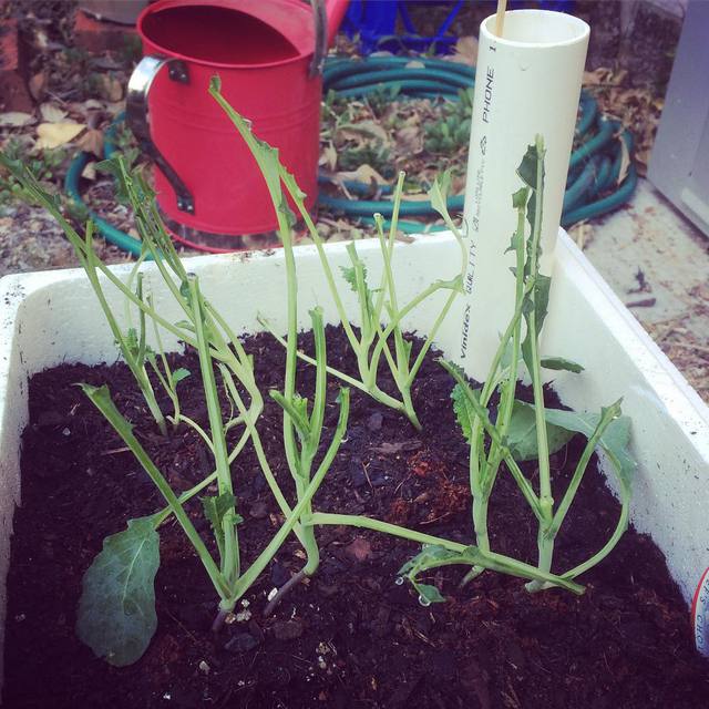 Possums!  Only just planted this kale yesterday... At least they're healthy possums. #gardening #365