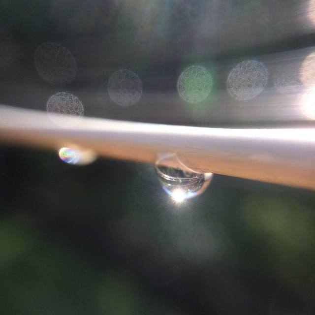 Sun is shining! Remains of the overnight rain in the morning sun. #macro #raindrops #sunshine #bokeh #365