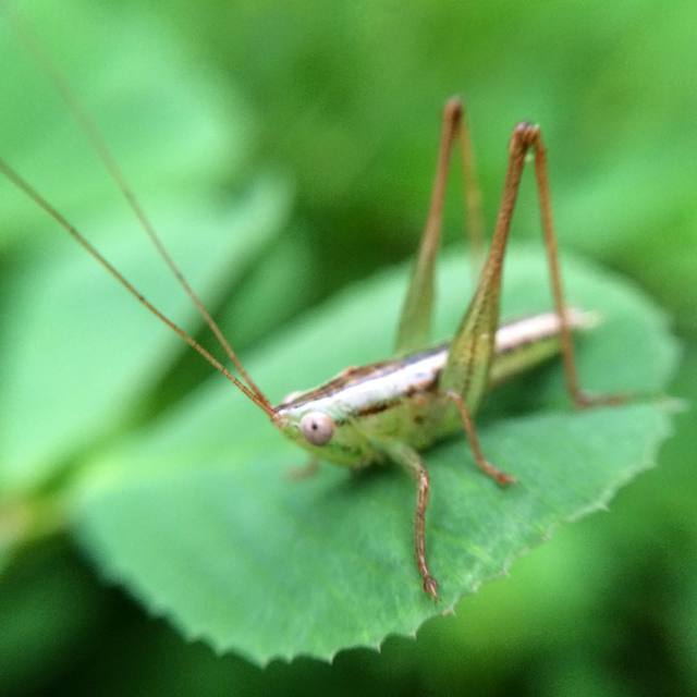 Hey there little guy! #macro #grasshopper #365