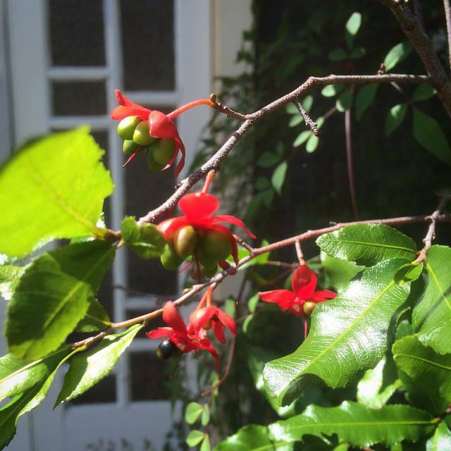 Splash of colour. #garden #berries #365