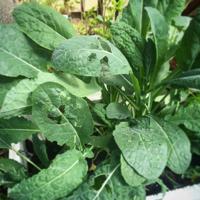 First it was possums then it was the scrub turkey... Now caterpillars!  Growing kale is hard man!  Well, keeping some for yourself is anyway 😉 #kale #gardening #365