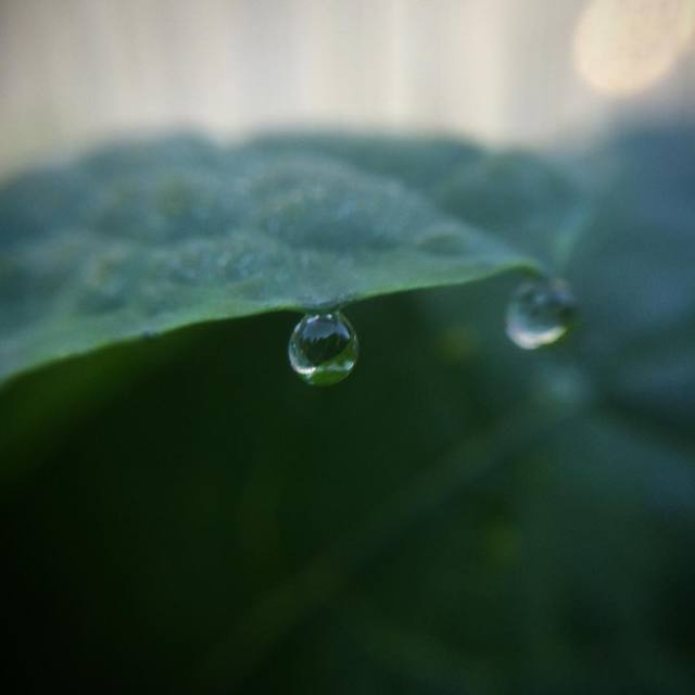 Morning dew waiting for the sun to come. #vegiepatch #dew #macro #365