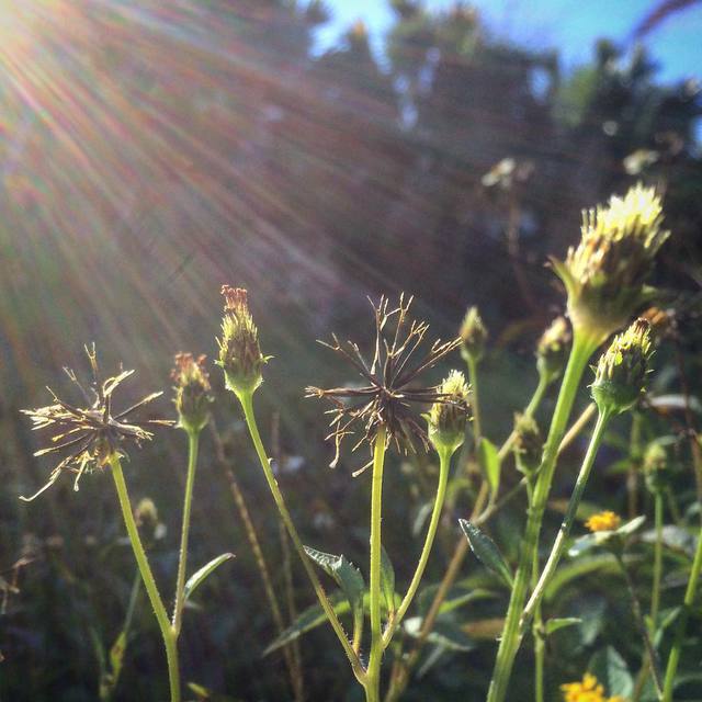 Anybody else remember playing with these little guys as a kid? #weeds #littlestickythings #cobblerspegs #bidens #365