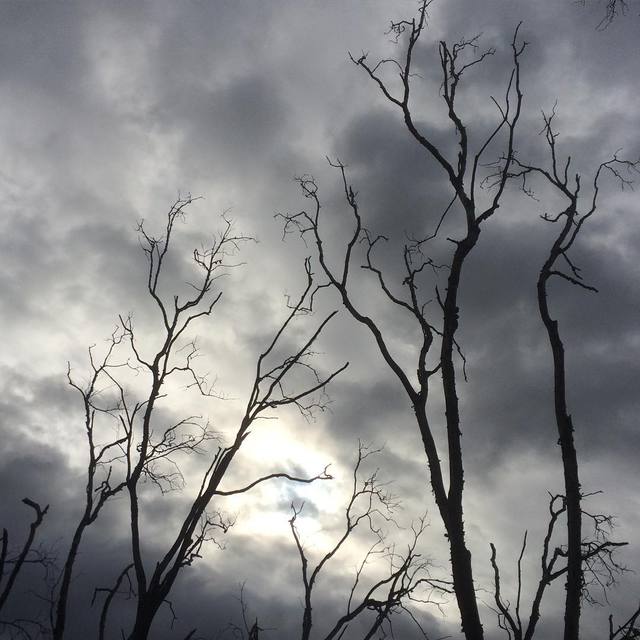 Was a cloudy day today, but see that there in the middle... That's the sunshine making its way through :-) #clouds #treeswithoutleaves #sky #365