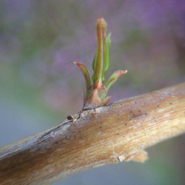 New life in the old stick #macro #newshoots #365