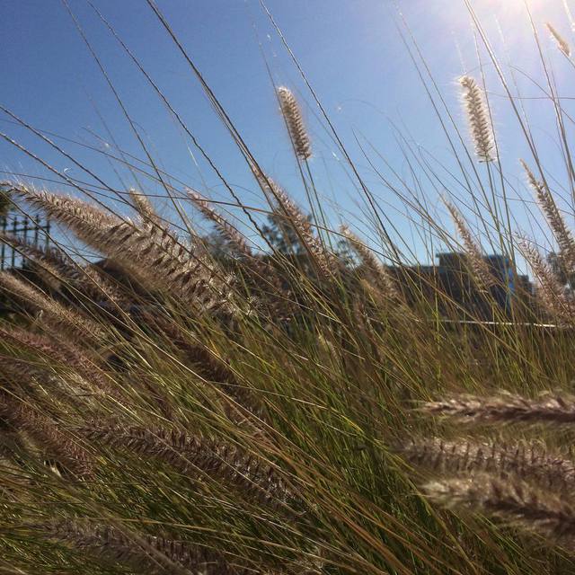 #grass #bluesky #sunshine #365