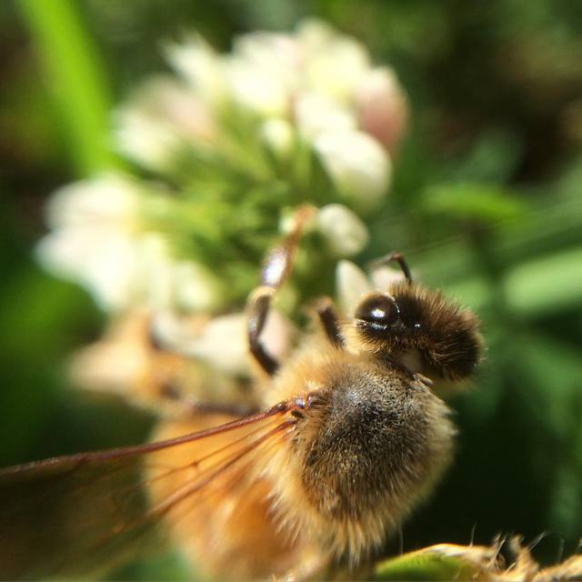 These guys move fast... Not the easiest subject to work with! #bee #macro #nature #365