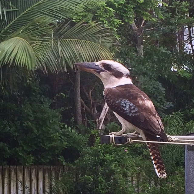 Kookaburra sits on the washing line #kookaburra #thisisaustralia #365