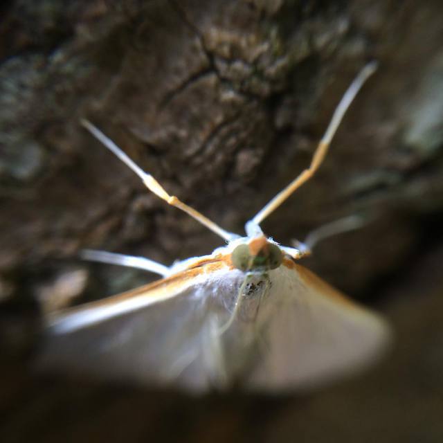 Details of nature.  #white #moth #macro #nature #365