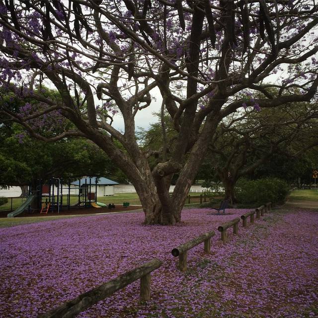 Jacaranda carpet
#jacarandas #purple #nofilter #365