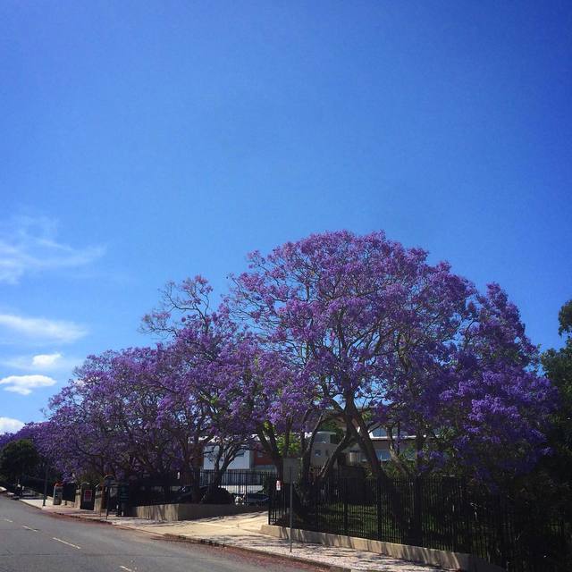 It's that time of year in Brisbane
#jacarandas #thisisbrisbane #365