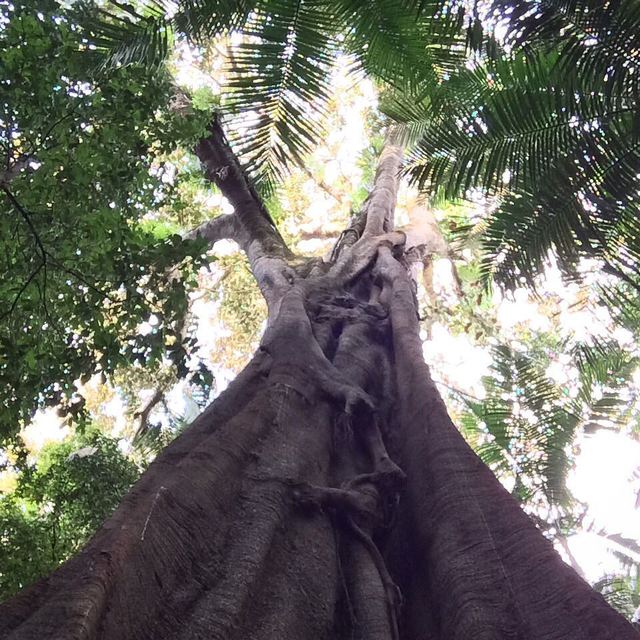 Beautiful old fig tree #stranglerfig #tree #bushwalk #nature #365