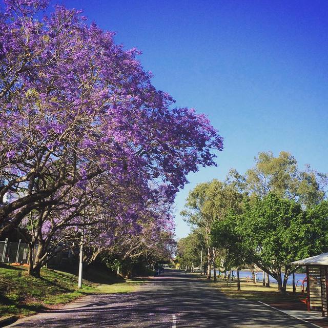 Morning river ride #jacaranda #cycling #blue sky #365