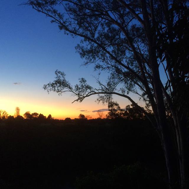 Silvergum sunset
#gumtree #sunset #365