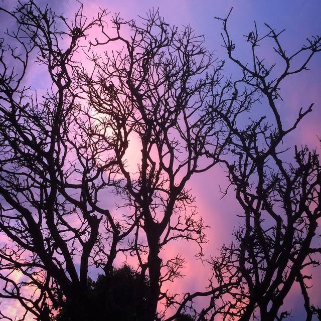 #clouds #sunset #silhouette #treeswithnoleaves #365