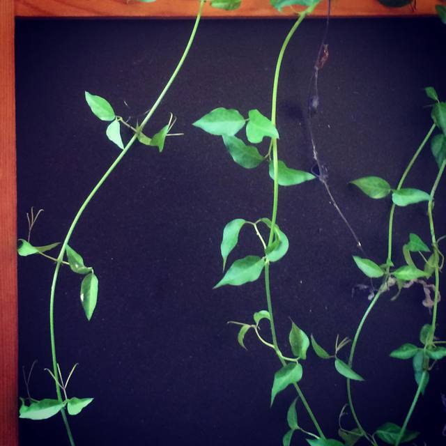 Green on black
#nature #blackboard #contrast #365