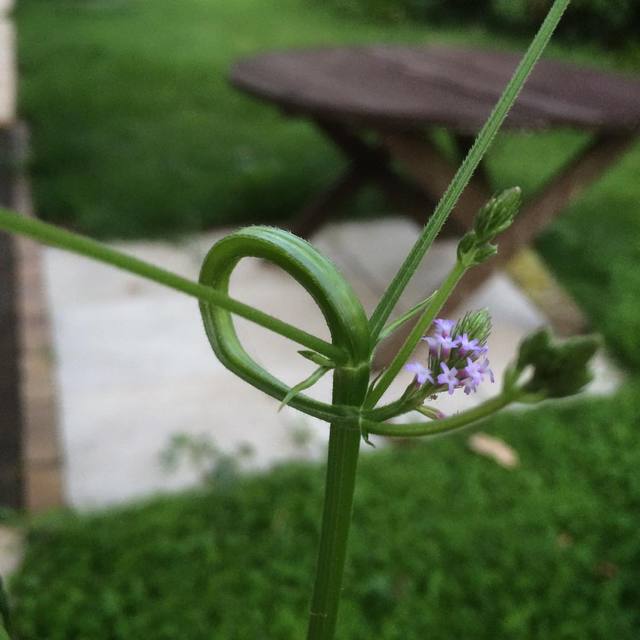 Twisty plant 🌱
#plants #weeds #green #365