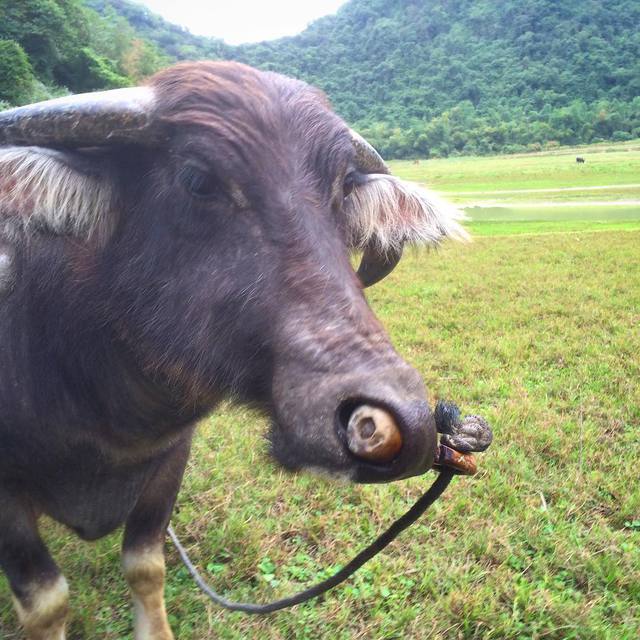 Made friends with a buffalo today
#butterflyvalley #catba #365