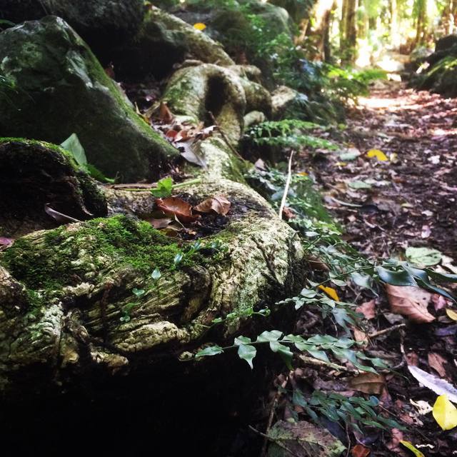 #nature #treeroots #moss #bushwalking #365