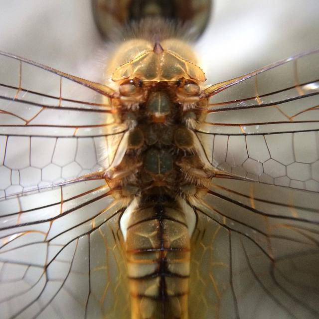 Dragonfly, close-up
#macro #nature #365