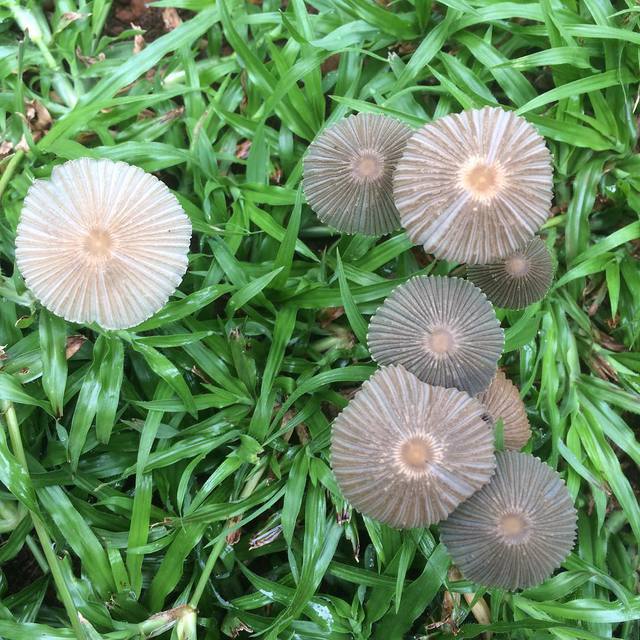 Outcast mushroom
#mushrooms #grass #nature #365