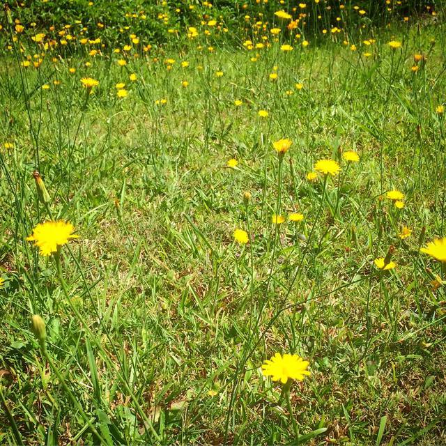 Lots of little yellow flowers opening up for their daily dose of sunshine :-)
#yellowflowers #weeds #timetomowthelawn #365