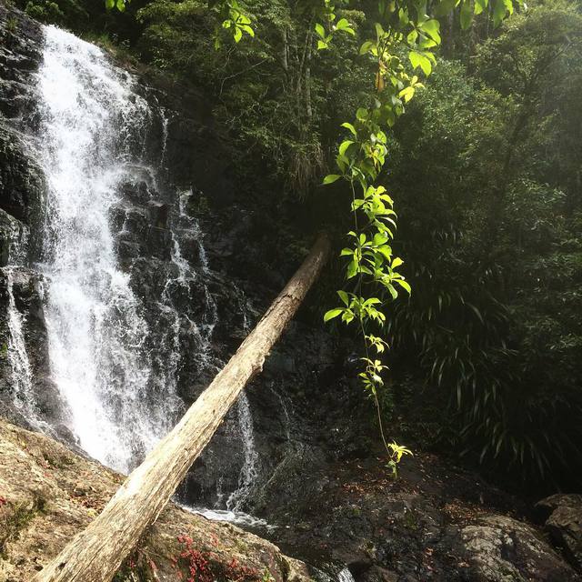 Beautiful Springbrook
#thisisqueensland #springbrook #waterfall #rainforest #nature #365