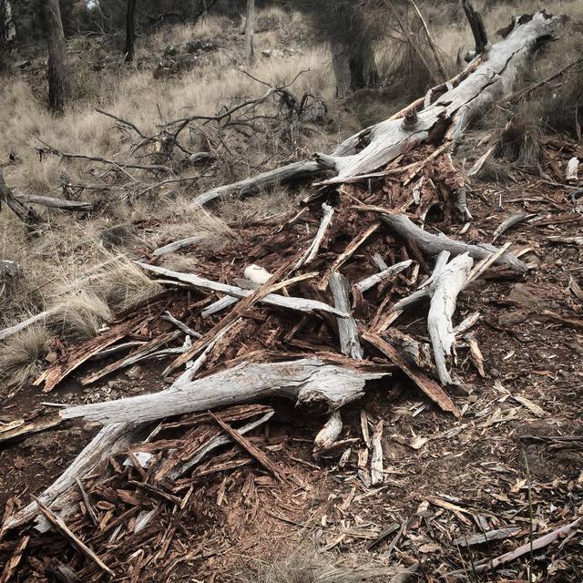 I wonder... did anyone hear.
#treefallen #smash #bushland #termites #deadtree #365