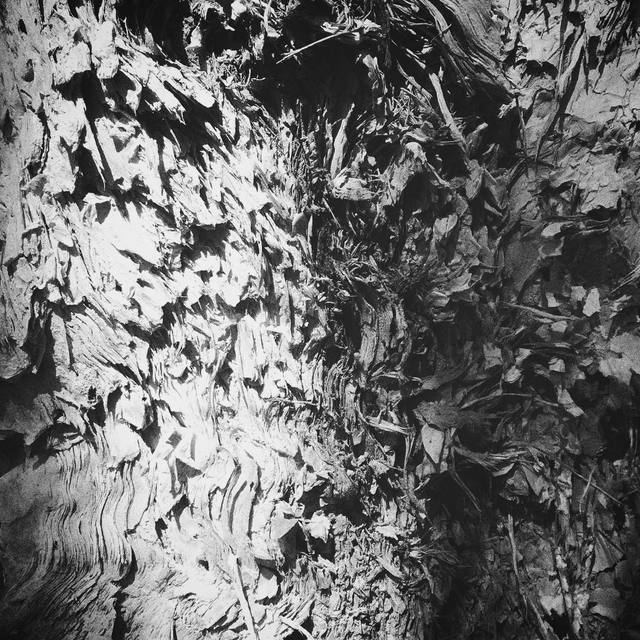 #texture #bark #paperbark #blackandwhite #365 