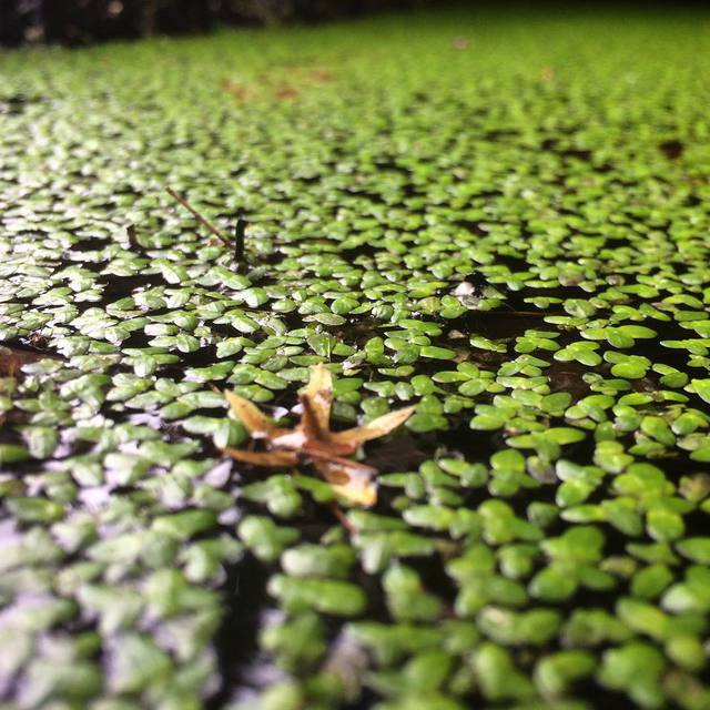 #nature #pond #waterhole #green #365 