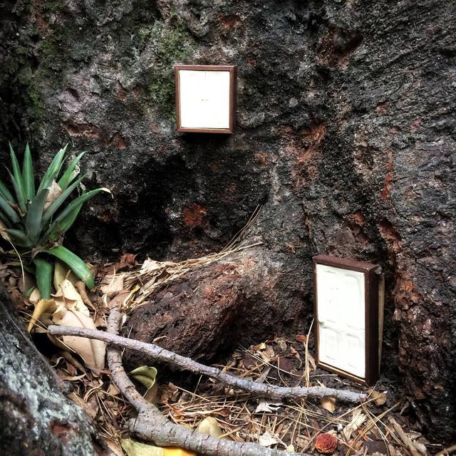 Spotted in some fig tree roots at the markets - a little home with a pineapple head garden!
#365