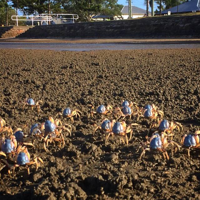 Bunch of little crabs
#crabs #soldiercrabs #beach #365