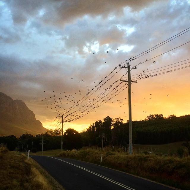 Birds on a wire
#powerlines #birds #birdsonawire #sunset #countryroads #clouds #365