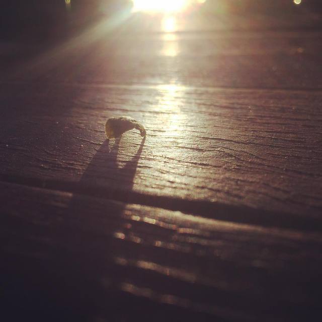 #longshadows #goldenhour #fallenleaf #365