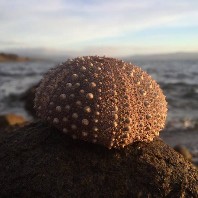 Once was a sea urchin
#365