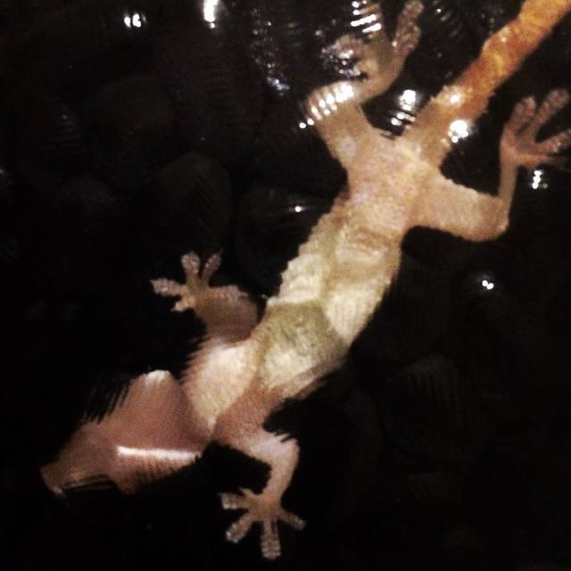 Underbelly of a gecko
#lookingthroughtheglass #gecko #skink #texture #365