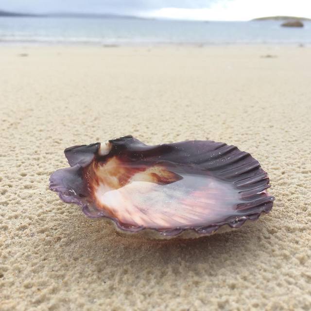 Seashell on the sea shore
#seashell #beach #rain #macro #365