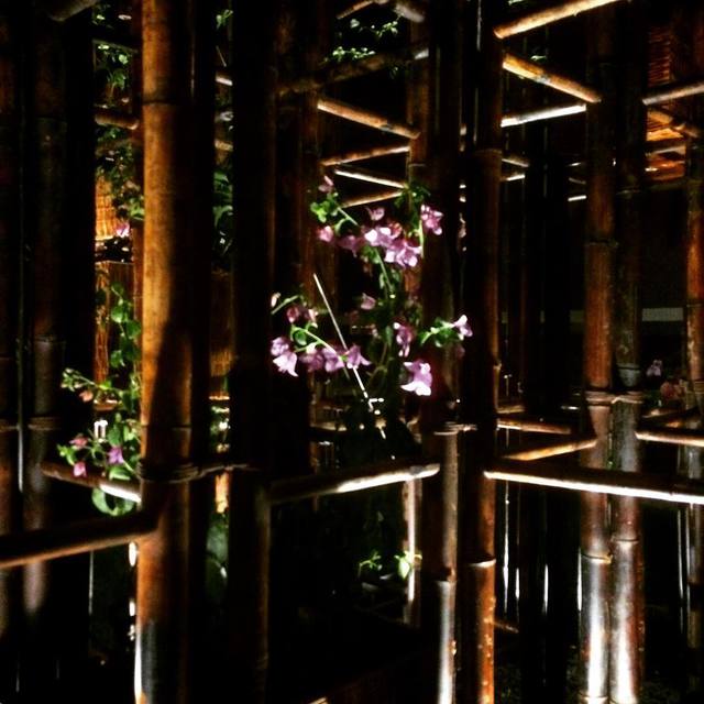 #bamboo #flowers #litfrombelow #art #365