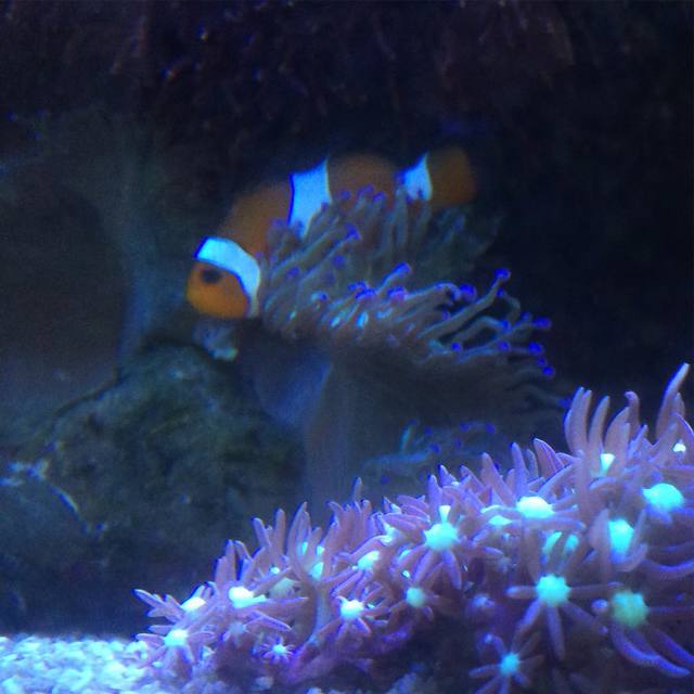 Found Nemo at the local dentist!
#Nemo #fishtank #anemone #clownfish #365