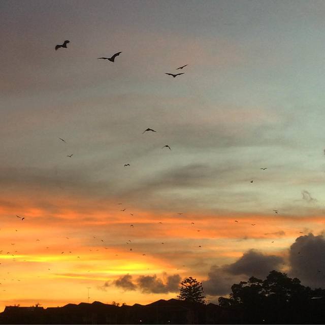 Dusk... When the bats come out to play
#dusk #sunset #bats #fruitbats #365