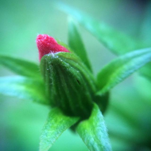 The beginnings of a new hibiscus flower #365