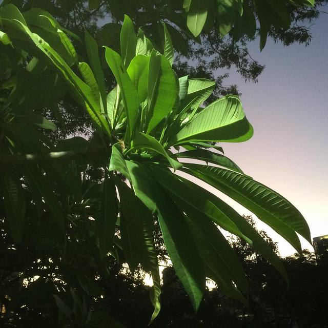 Twilight spotlight
#twilight #frangipani #green #plantslitup #365