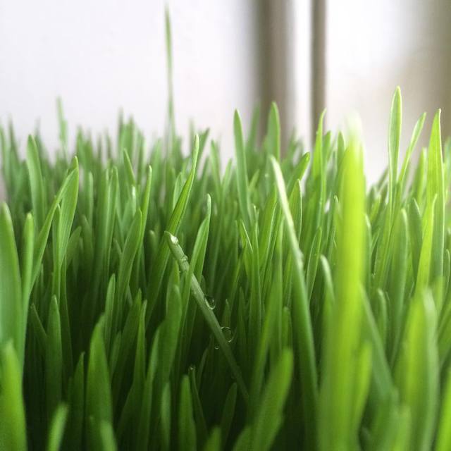 Indoor grass
#green #livingfood #windowlight #365
