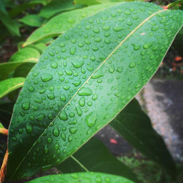 Rainy days
#leaf #raindrops #rain #365