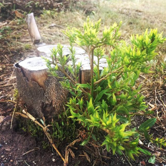 #stubborn 
#wontdie #newgrowth #treestump #365