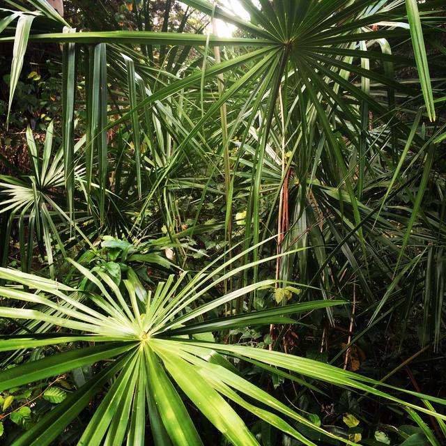 Nature time
#palms #nature #365