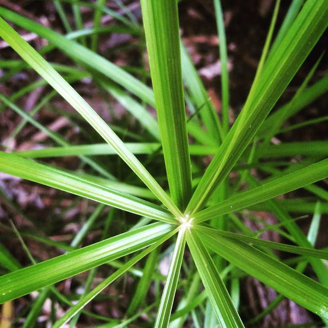 Random garden sproutings
#green #garden #someleafything #365